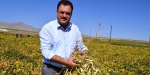 Çiftçinin Umudu Fasulye Hasadı Başladı