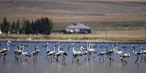 Fotoğrafçılar Flamingoları Arin Gölünde Fotoğrafladı