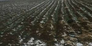 Buğday Ekimi Yapılan Alanlarda Kontroller Yapıldı