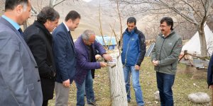 Sertifikalı Ceviz Fidanlarında Damızlık Ünite Tespiti