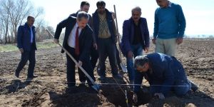 Adilcevaz’da Örnek Ceviz Bahçesi Kuruldu