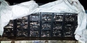 Ahlat'ta 2 Ton Kaçak Avlanmış Balık Ele Geçirildi