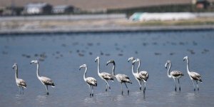 Flamingolar Arin Gölü'nü Mesken Tuttu