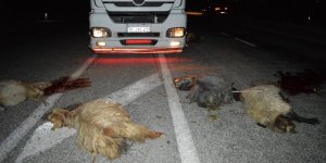 Adilcevaz’da TIR Sürüye Çarptı