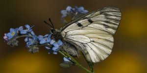Van Gölü Havzasındaki Kelebek Türleri Kayıt Altına Alınıyor