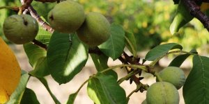 Adilcevaz Cevizinin Hasadı Başladı