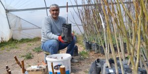 Kalitesiyle Ünlü Adilcevaz Cevizinde Aşı Dönemi Başladı