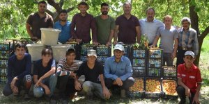 Kayısının Tarladan Fabrikaya Yolculuğu Başladı