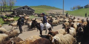 Adilcevaz’da Hayvan Yetiştiricilerinin Zorlu Mesaisi