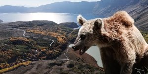 Valilikten Piknikçilere Boz Ayı Uyarısı