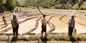 Bitlis'te Asırlık Çeltik Geleneği