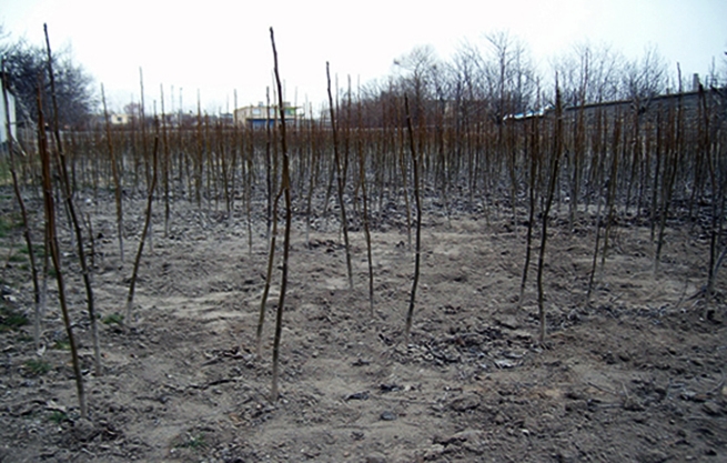 1.20140414203828.jpg