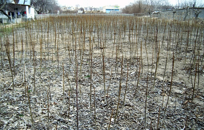 2.20140414203844.jpg