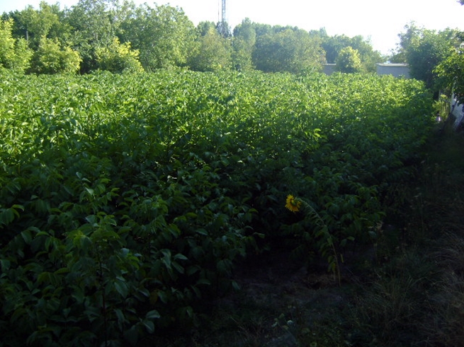 7.20140414204006.jpg