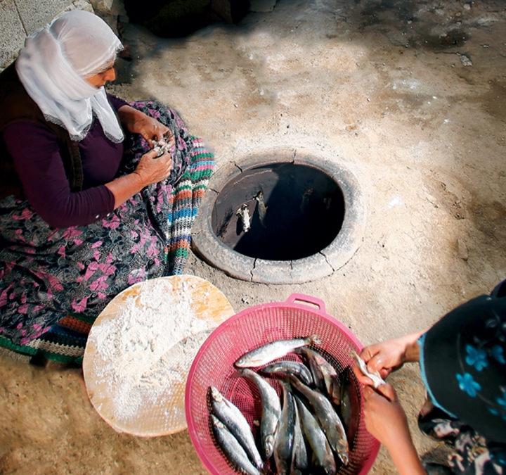 fish31.jpg